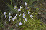 Southern butterwort